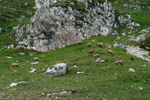 Camoscio d''Abruzzo Rupicapra pyrenaica ornata